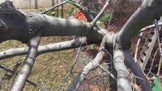 Honeylocust structural pruning part three