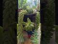 Gardening Tips #gardening #indoorplantplantnursery #flowers #nature #shorts #tranding