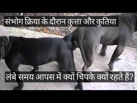 #meraj /संभोग क्रिया के दौरान कुत्ता और कुतिया आपस में चिपक क्यों जाते हैं?