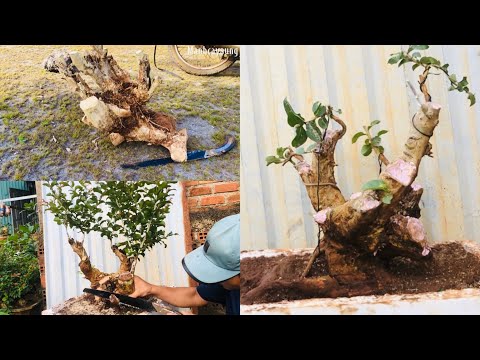 Tập 206//Cắt bỏ
