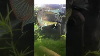 Paradise fish from Hangzhou