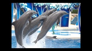 The Complete  SeaWorld Blue Horizons Dolphin Show