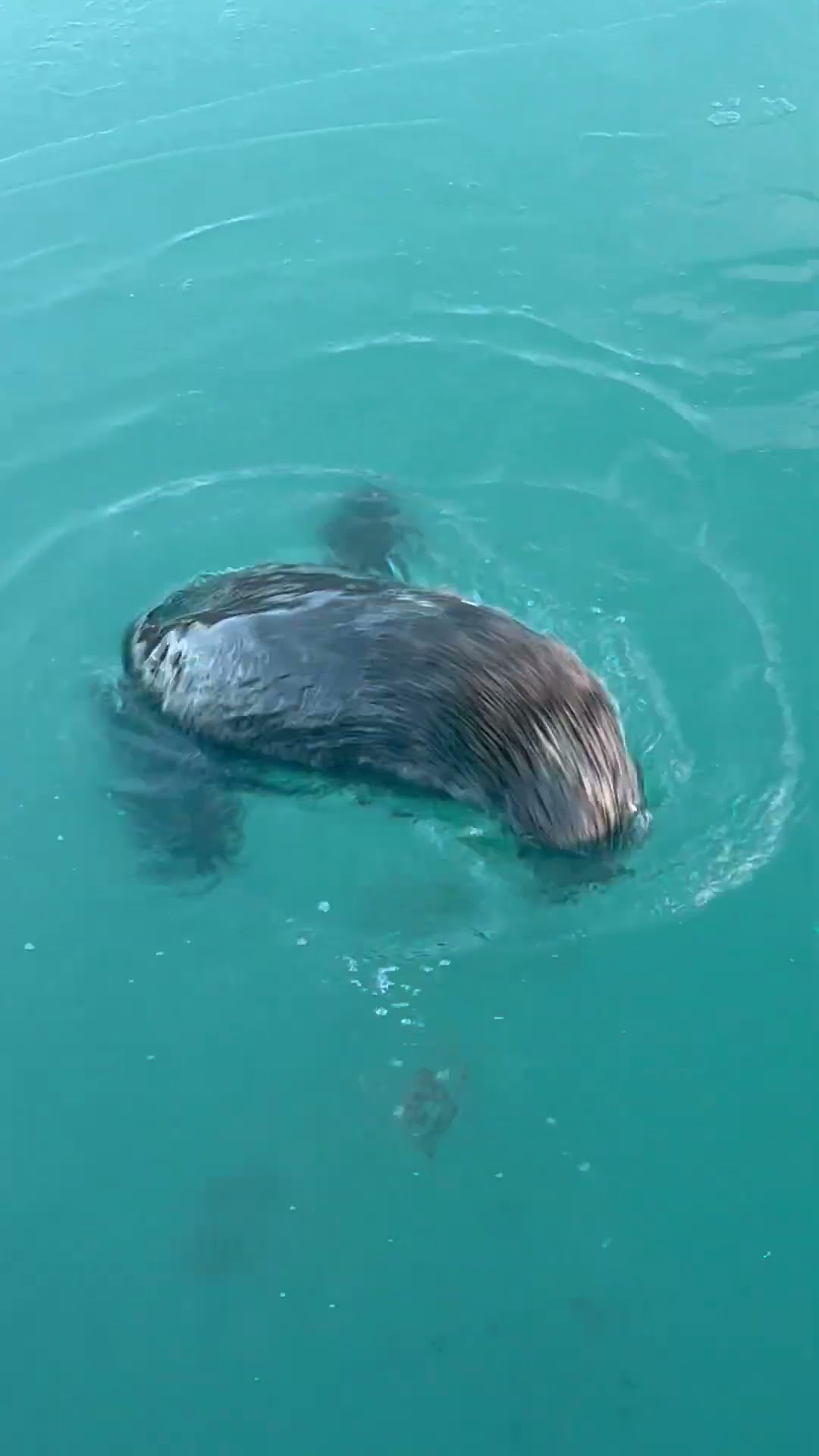 Alaska Sea Otter Finds a Snack || ViralHog