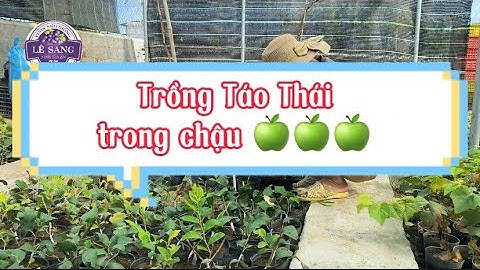 Hướng Dẫn Trồng Cây Táo Thái Trong Chậu, Thùng Xốp, Thùng Phi Nhựa.