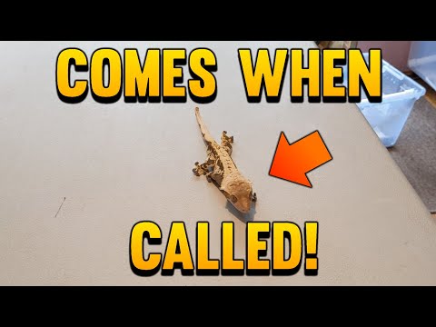 Video: Pochádzajú gekoni chocholatý?