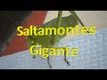 Qué pasaría si toco este saltamontes gigante? (Stilpnochlora couloniana) Parte 2