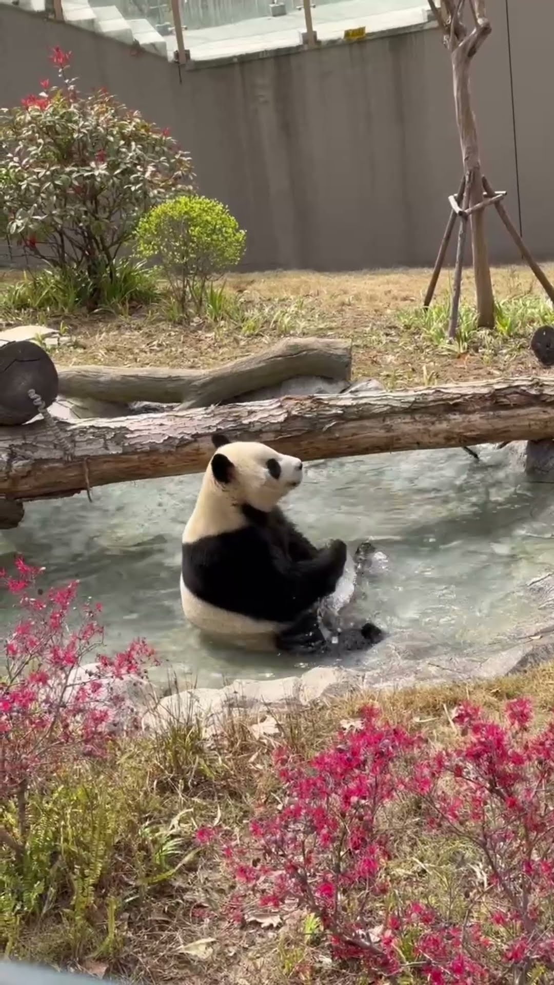 Panda Joyfully Splashes Around in a Water Pool