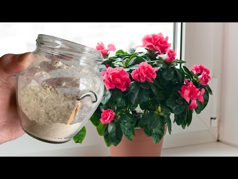 БЕСПЛАТНАЯ ПОДКОРМКА для БЕШЕНОГО РОСТА комнатных растений!