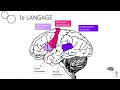 Les aires du cerveau impliques dans le langage   aussi dans le langage intrieur 