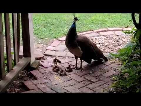 Baby Peacocks! Peachicks