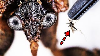 I gave mosquitoes to the horrible looking Water Scorpion. by 제발돼라 PleaseBee 639,148 views 8 months ago 11 minutes, 13 seconds