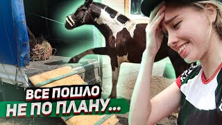 ПЕРЕЕЗД Хардина в НОВУЮ конюшню ! Прошли 20.000 шагов / VLOG