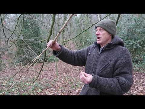 Winer tree ID - Small leaf lime, uses and identification