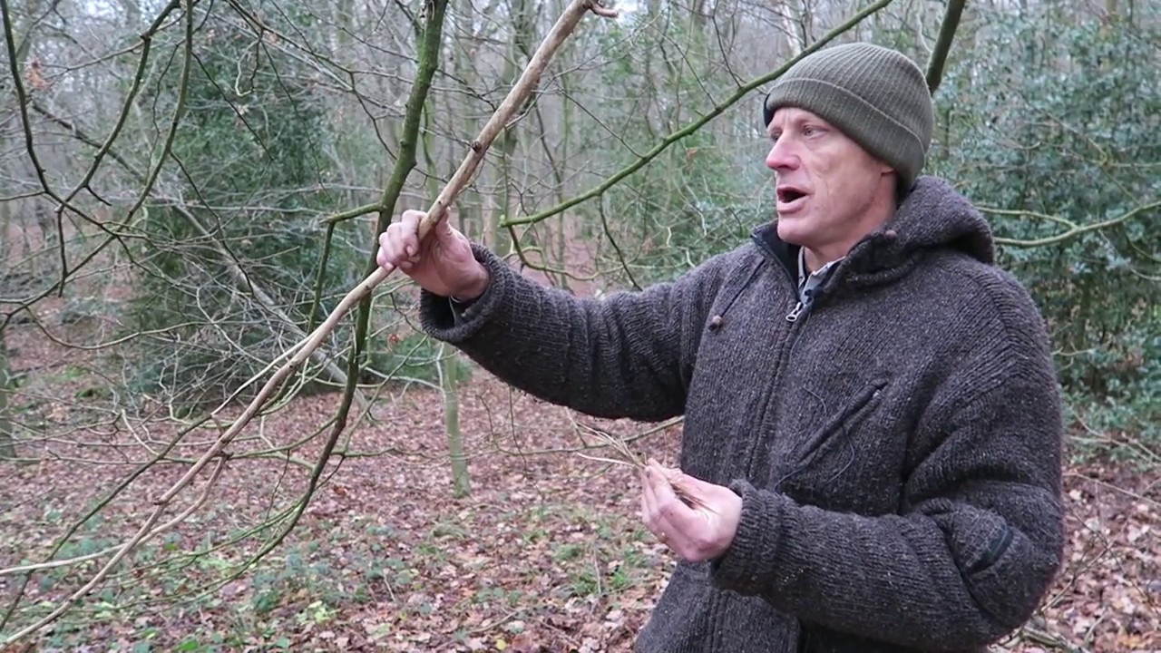 Winer tree ID - Small leaf lime, uses and identification