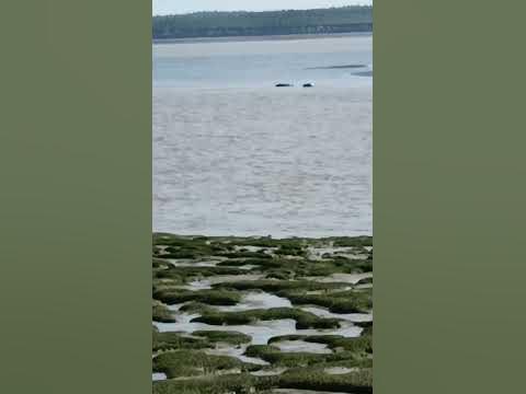 морские зайцы в дикой природе. - YouTube