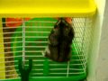 Climbing hamster