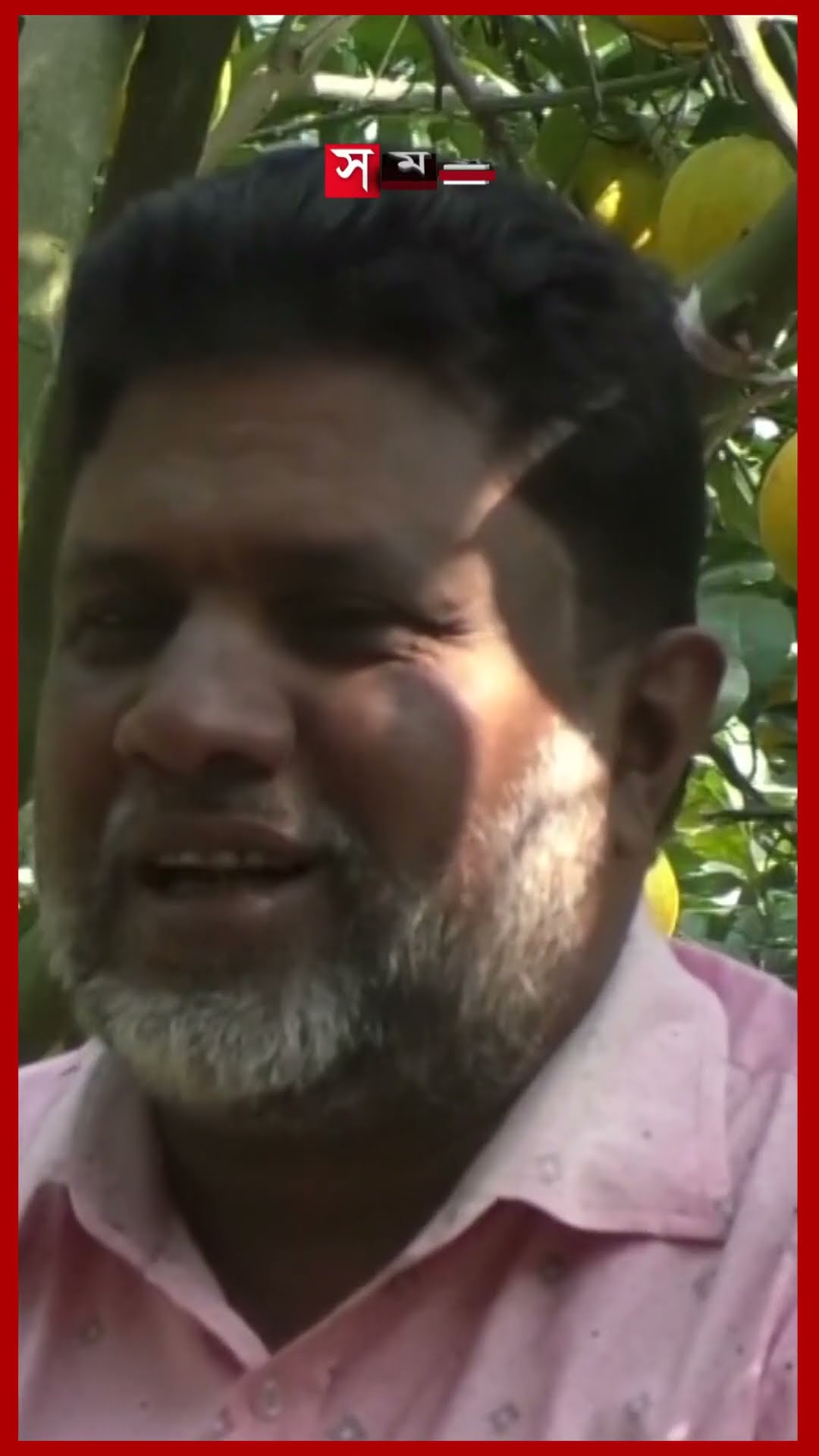 বিশেষ কৌশলে মাল্টা চাষে বাজিমাত! #maltacultivation #agriculture #maltagarden #jessorenews #somoytv