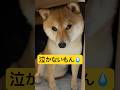 絶望の夜💧#柴犬 #豆柴 #shibainu #犬 #犬のいる暮らし #shorts