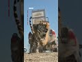 El momento en que se libera un tigre por primera vez en 70 años en Kazajistán | BBC Mundo
