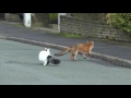 fox and cat playing together