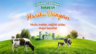 Çiftlikten Sofralara Sütaşın Harika Dünyası