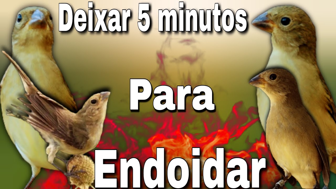 Faça o teste com Esse Piado de Fêmea de Papa capim é Seu Papa capim Vai Ficar Cantando RÁPIDO!!!