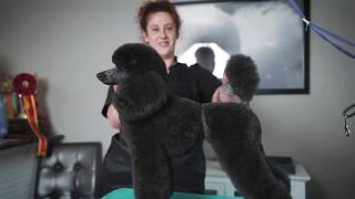 Celebrity Desi Poodle Trim w/ Lindsey Dicken Wealth