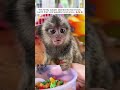 This family adopts abandoned marmoset watch their unbreakable bond grow shorts