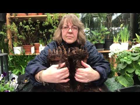 Video: Vinter Canna Bulbs: Sådan opbevares Canna Bulbs