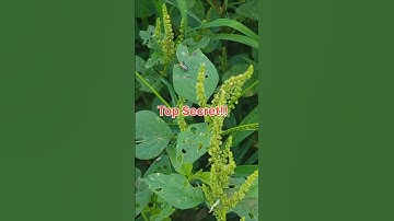 Cucumber Beetles Can’t Resist This! #pestcontrol #cucumber