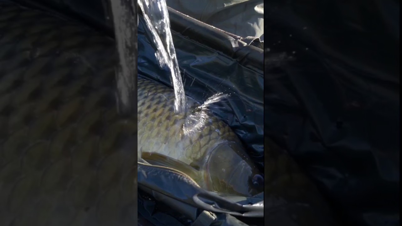 ✅️Big Catch Carpfishing 👉www.dsmstore.it 