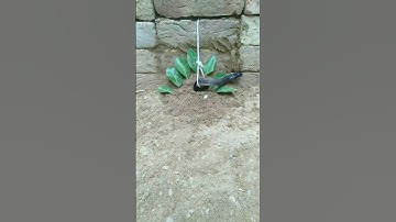 Snake trap using village technique । #shorts #snake