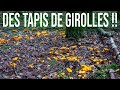 Le rve du cueilleur de champignons  poustouflants tapis de girolles dans une fort enchante