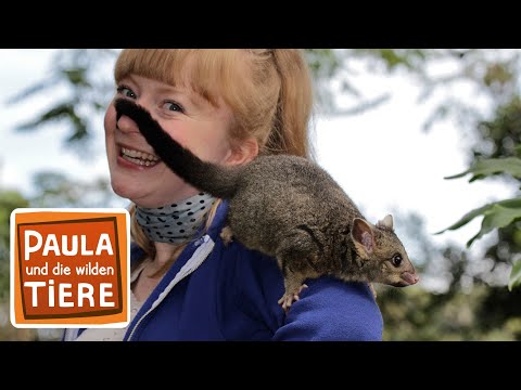 Video: Sind Beutelratten gute Haustiere?