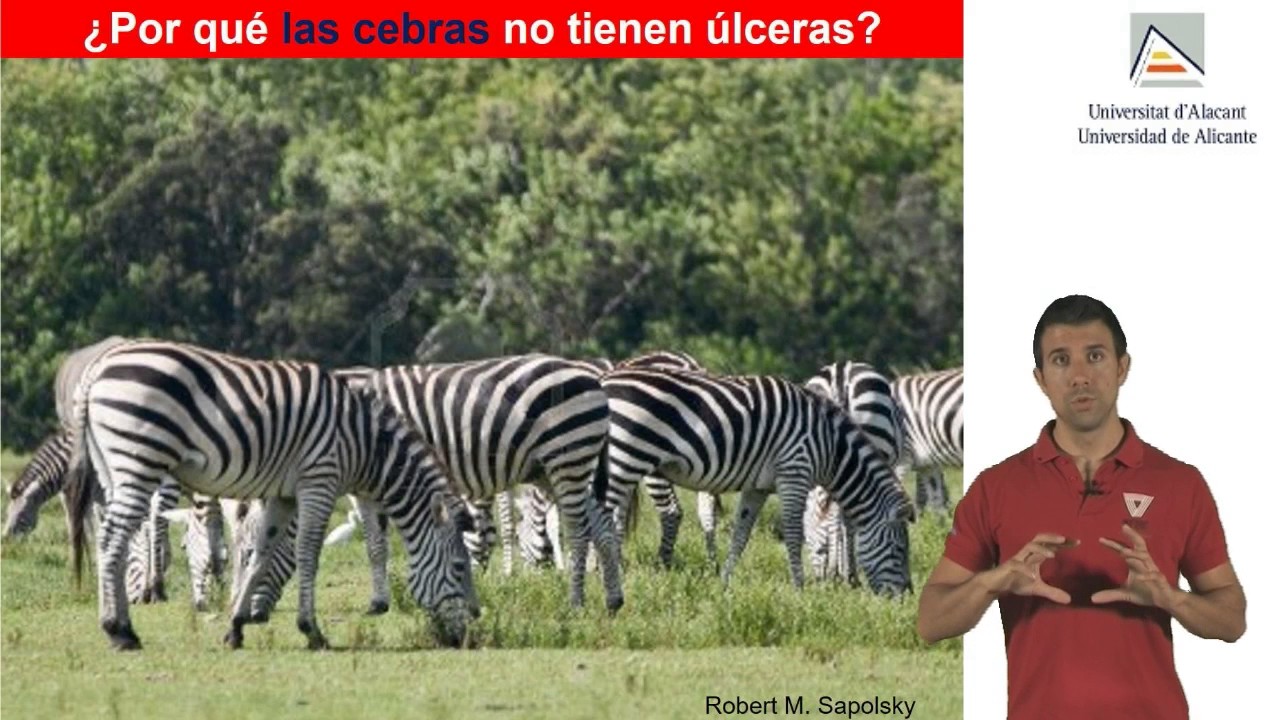 Descubriendo el estrés y por qué las cebras no tienen úlceras - YouTube