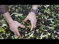 How Extra Virgin Olive Oil is Made | Olive Oil Production Educational Video
