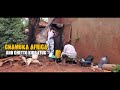 MARRE DANCE ( FUNNY AFRICAN DANCE ) CHAMUKA AFRICA - KAKI JOYD