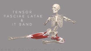 Tensor Fasciae Latae & IT Band Basics 4k Animation