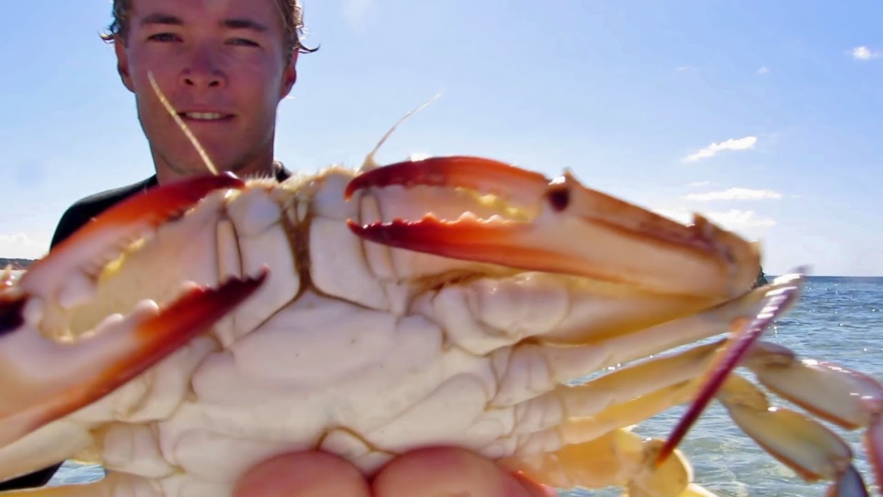 How To Catch Blue Crabs Free Diving YouTube