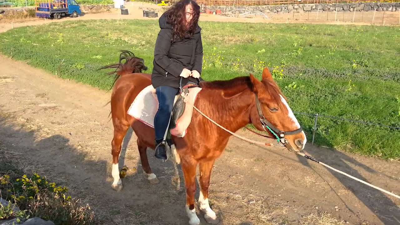 제주 조랑말 체험