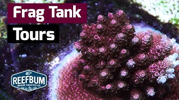Frag Tank Tours - Many Classic SPS!