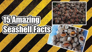 15 Amazing Seashell Facts Everyone Should Know