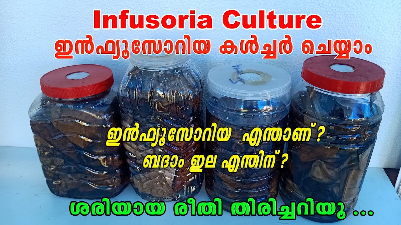 How to Culture Infusoria Malayalam / Infusoria Culture / Betta Fish / Aqua Tales / Das Intermedia
