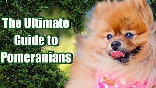 The ultimate guide to pomeranians: Everything you need to know about this adorable breed.