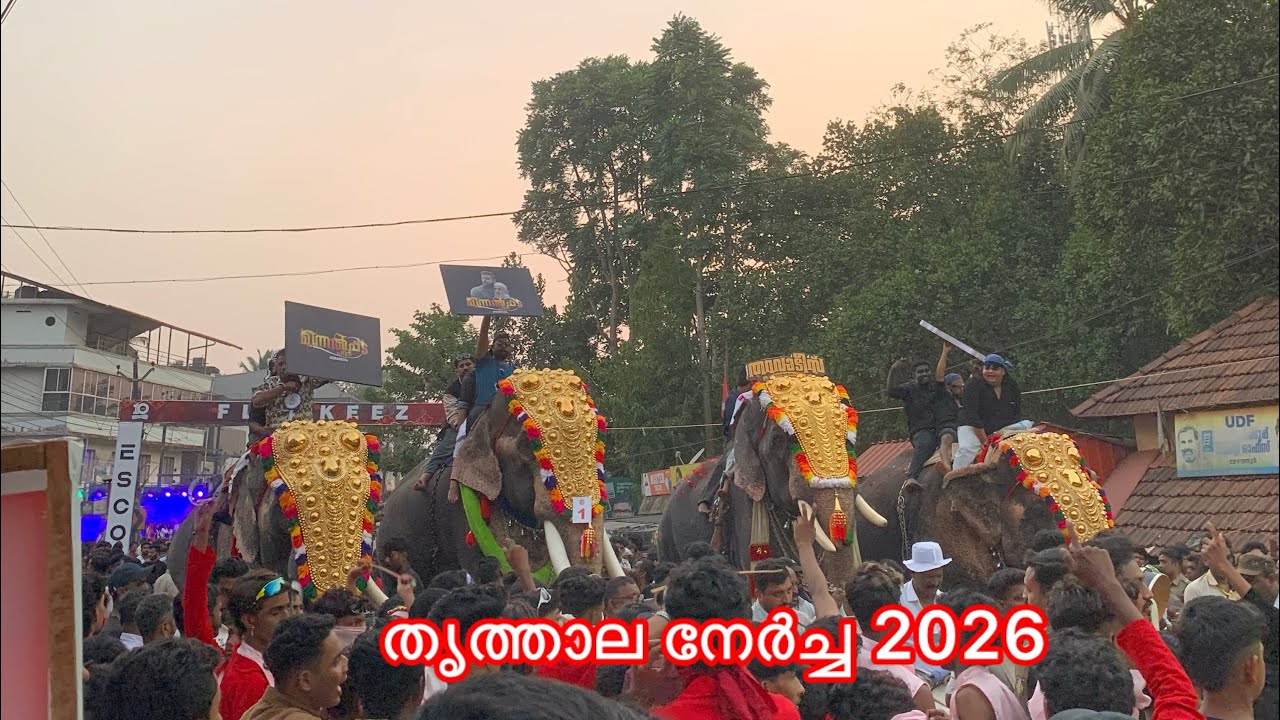 തൃത്താല നേർച്ച 🐘 |14/02/2026 #festival #anapremi #elephant |
