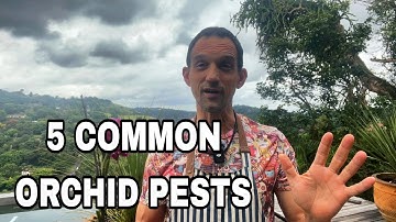 How to identify and treat Most common Orchid Pests