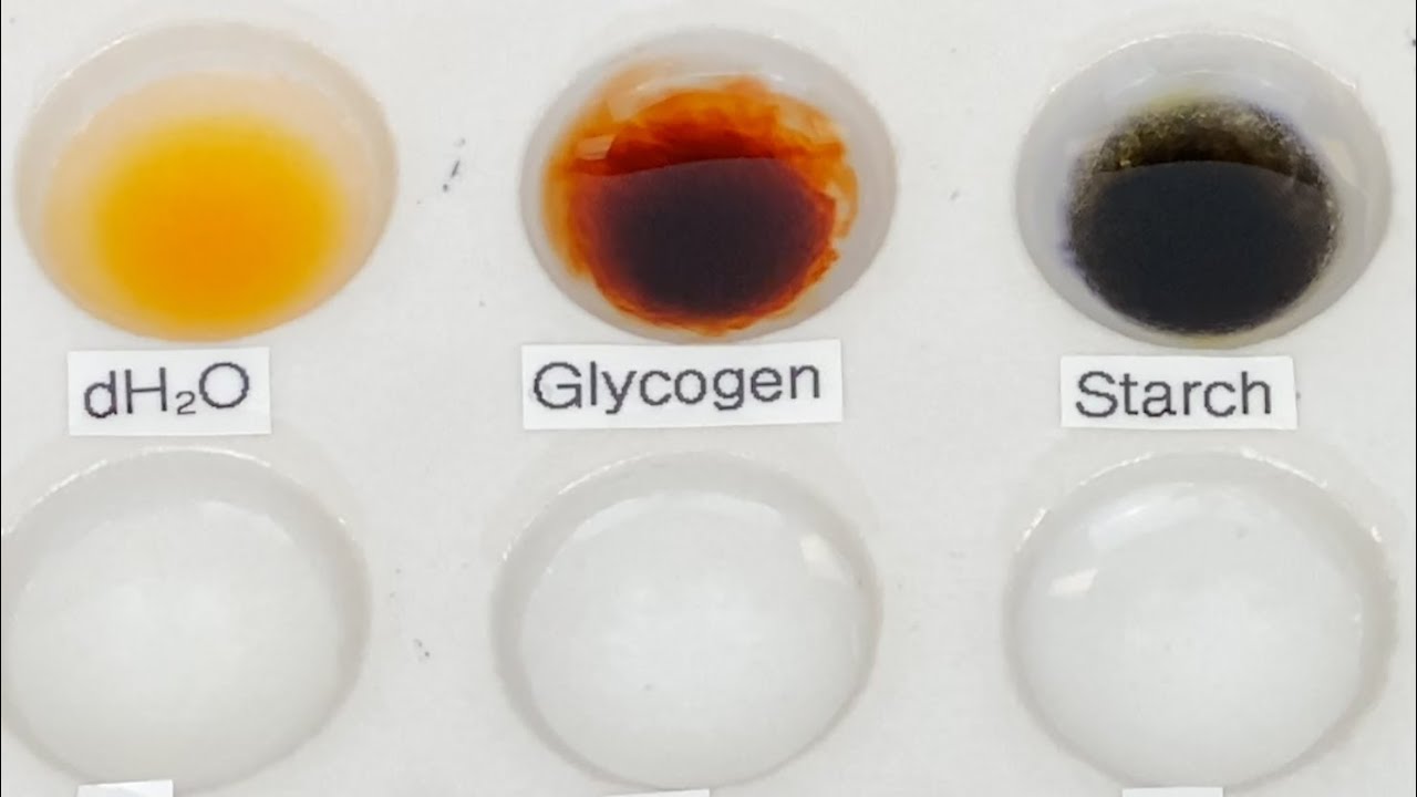 Iodine Test for Polysaccharides 2.0 - YouTube