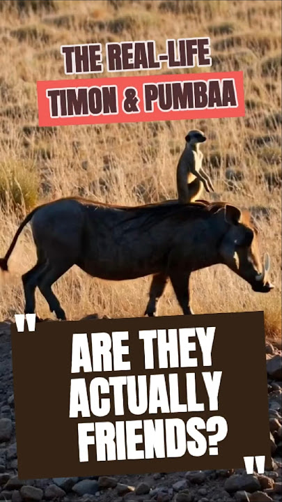 The Real-Life Timon & Pumbaa: Are They Actually Friends? #timonandpumbaa #Meerkats #Warthog