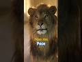 若き王パーチェ🦁円山動物園|Future King Pace 🦁 | 3-Year-Old Lion | #shorts