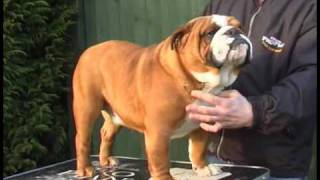 English Bulldog Breed Standards